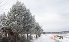 淡雪耐寒多少度,紫乐和淡雪哪个耐寒