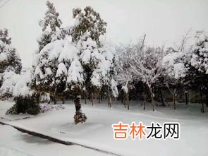 淡雪耐寒多少度,紫乐和淡雪哪个耐寒