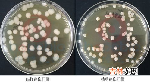 琼脂的作用,琼脂的功效与作用有哪些