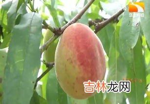 水蜜桃怎么保存,水蜜桃要怎么保存 水蜜桃要放冰箱保存吗