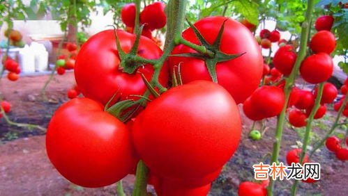 西红柿能放多久,番茄可以放几天 西红柿可以放几天