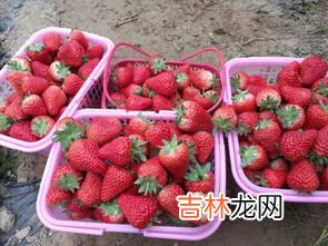 草莓不熟放放能熟吗,草莓多放几天能熟吗,草莓为什么放久了会熟