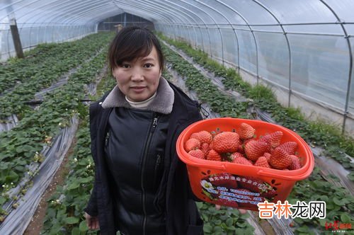 草莓不熟放放能熟吗,草莓多放几天能熟吗,草莓为什么放久了会熟