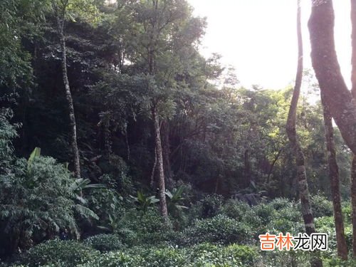 雅鲁藏布江发源地在哪,雅鲁藏布江源头在哪里