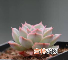 多肉植物的特点介绍,多肉的特点