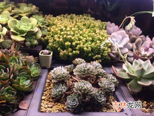 多肉植物的特点介绍,多肉的特点