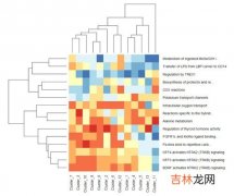 联合脱氨基作用,简述联合脱氨基作用？