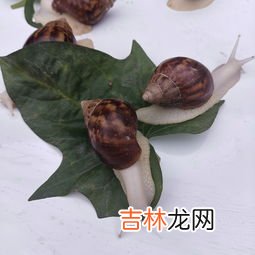 为什么养蜗牛,家里养蜗牛好不好按风水学好不好？