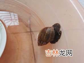 为什么养蜗牛,家里养蜗牛好不好按风水学好不好？