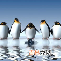 企鹅属于鸟类吗,企鹅是鸟类吗，会不会飞
