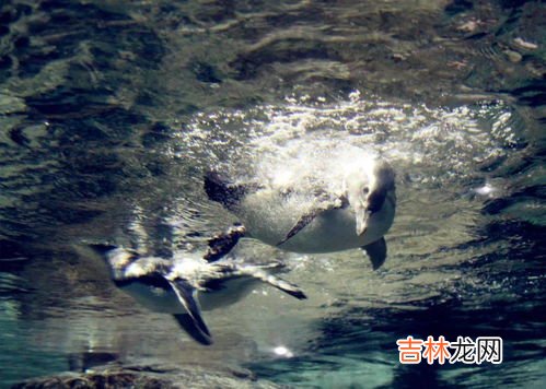 企鹅属于鸟类吗,企鹅是鸟类吗，会不会飞