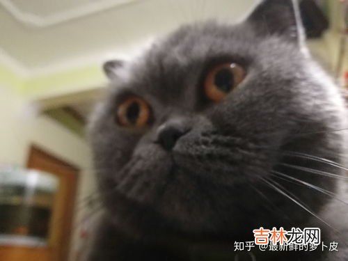 银点为啥小时候很白越大越黑,银点毛尖色会越来越深吗
