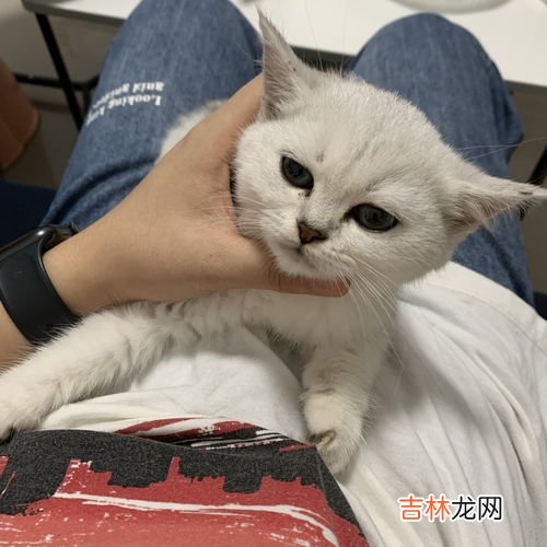 银点为啥小时候很白越大越黑,银点毛尖色会越来越深吗