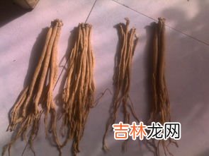 党参所有人都能吃吗,黄芪与党参的功效与作用是什么？在食用时有哪些要注意的事项？