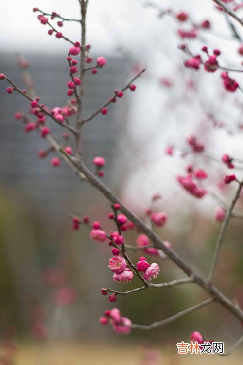 宝剑锋从磨砺出梅花香自苦寒来是什么意思,宝剑锋从磨砺出,梅花香自苦寒来什么意思?