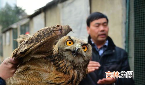 雕鸮和猫头鹰的区别,雕^和猫头鹰的区别是什么？