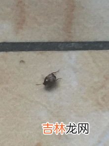 蒙虫子怎么去除,怎样杀小蒙蒙虫？