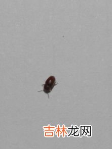 蒙虫子怎么去除,怎样杀小蒙蒙虫？