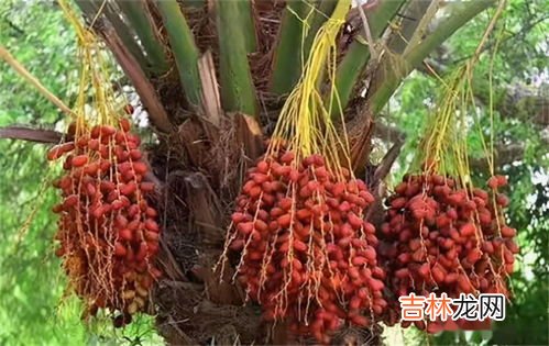 椰枣产地,椰枣是热性还是凉性?