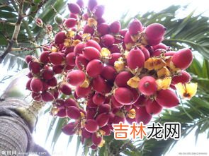 椰枣产地,椰枣是热性还是凉性?