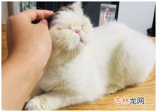 猫咪发出咕噜咕噜的声音,小猫咕噜咕噜的声音是怎么回事