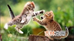 大猫是什么,天津话大猫什么意思