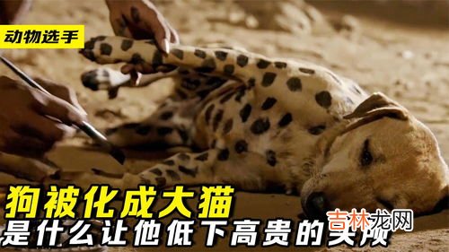 大猫是什么,天津话大猫什么意思