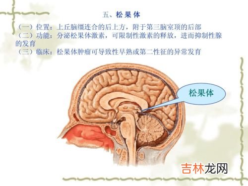 康百力松果体素片作用,康百力松果体素片功效
