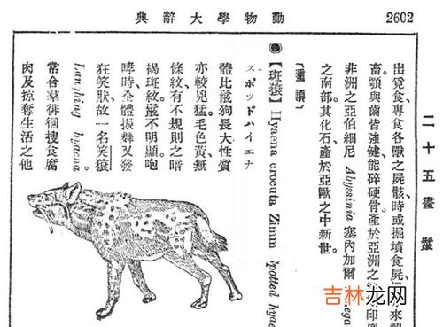鬣狗是什么科类动物,鬣狗属于什么科