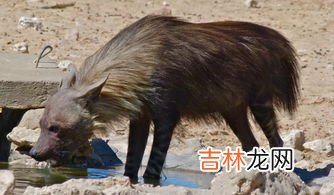 鬣狗是什么科类动物,鬣狗属于什么科