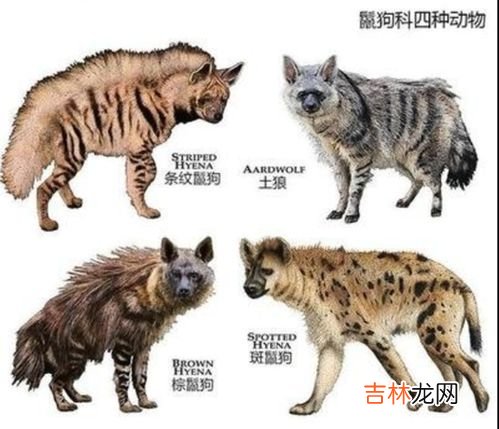 鬣狗是什么科类动物,鬣狗属于什么科