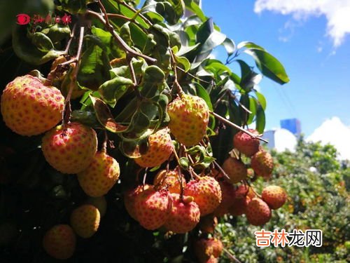 荔枝节是几月几号,2022年永春荔枝节什么时候