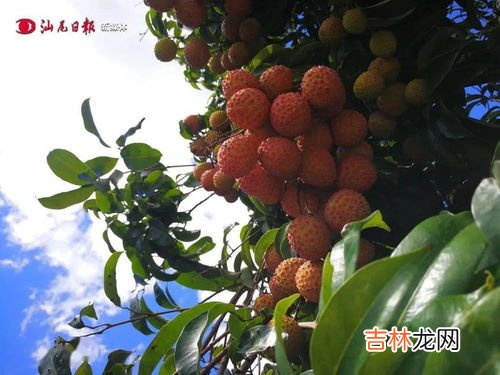 荔枝节是几月几号,2022年永春荔枝节什么时候