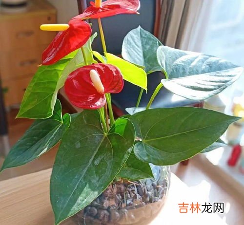 豆瓣绿水培详细步骤,豆瓣绿怎么水培生根快 豆瓣绿快速生根的水培与养护技巧