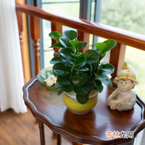 豆瓣绿水培详细步骤,豆瓣绿怎么水培生根快 豆瓣绿快速生根的水培与养护技巧