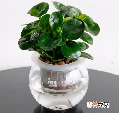 豆瓣绿水培详细步骤,豆瓣绿怎么水培生根快 豆瓣绿快速生根的水培与养护技巧