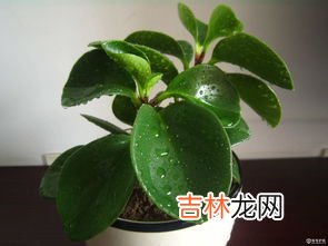 豆瓣绿水培详细步骤,豆瓣绿怎么水培生根快 豆瓣绿快速生根的水培与养护技巧