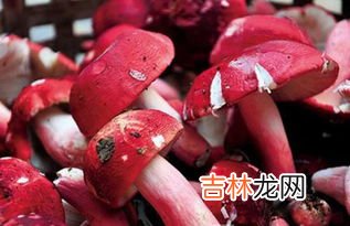 新鲜红菇怎么保存,红菇汤炖好放冰箱两天有没有问题？