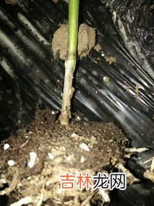 榧子的功效与作用是什么,香榧的功效和作用