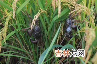 稻田蟹怎么做好吃,如何做蟹好吃又简单