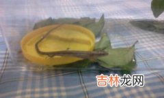 蜥蜴吃什么食物,蜥蜴吃什么