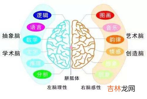 人脑开发了多少,人的大脑开发了多少?