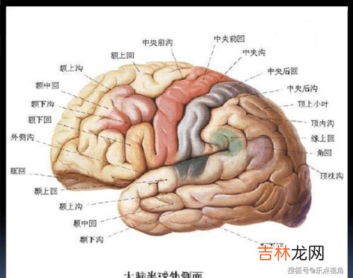 人脑开发了多少,人的大脑开发了多少?