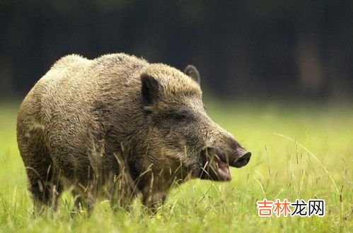 蛇的主食是什么,蛇吃什么食物