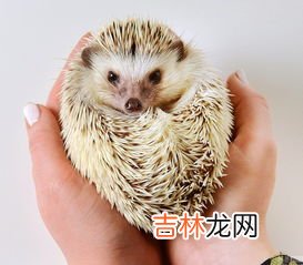 刺猬的刺有什么作用,刺猬的刺有哪些作用？