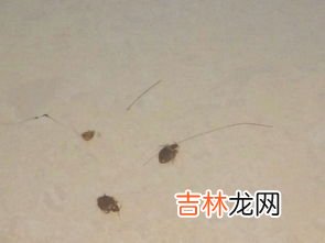 臭虫怎么治,怎么防治臭虫