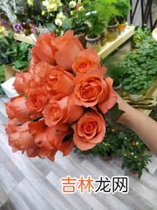 粉玫瑰的花语,粉色玫瑰花语是什么?