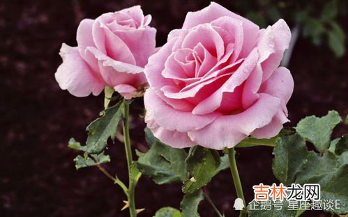 粉玫瑰的花语,粉色玫瑰花语是什么?