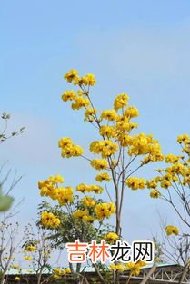 黄花节是什么节,诚信 黄花节感恩母亲 的作文怎么写