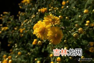 黄花节是什么节,诚信 黄花节感恩母亲 的作文怎么写